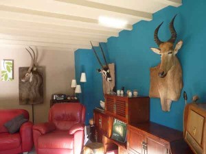 taxidermie2